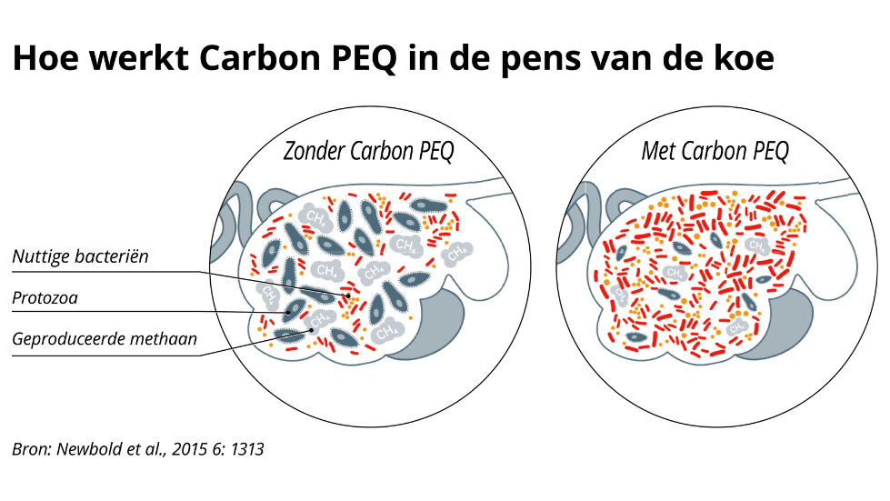 Hoe werkt Carbon PEQ In de pens van een koe