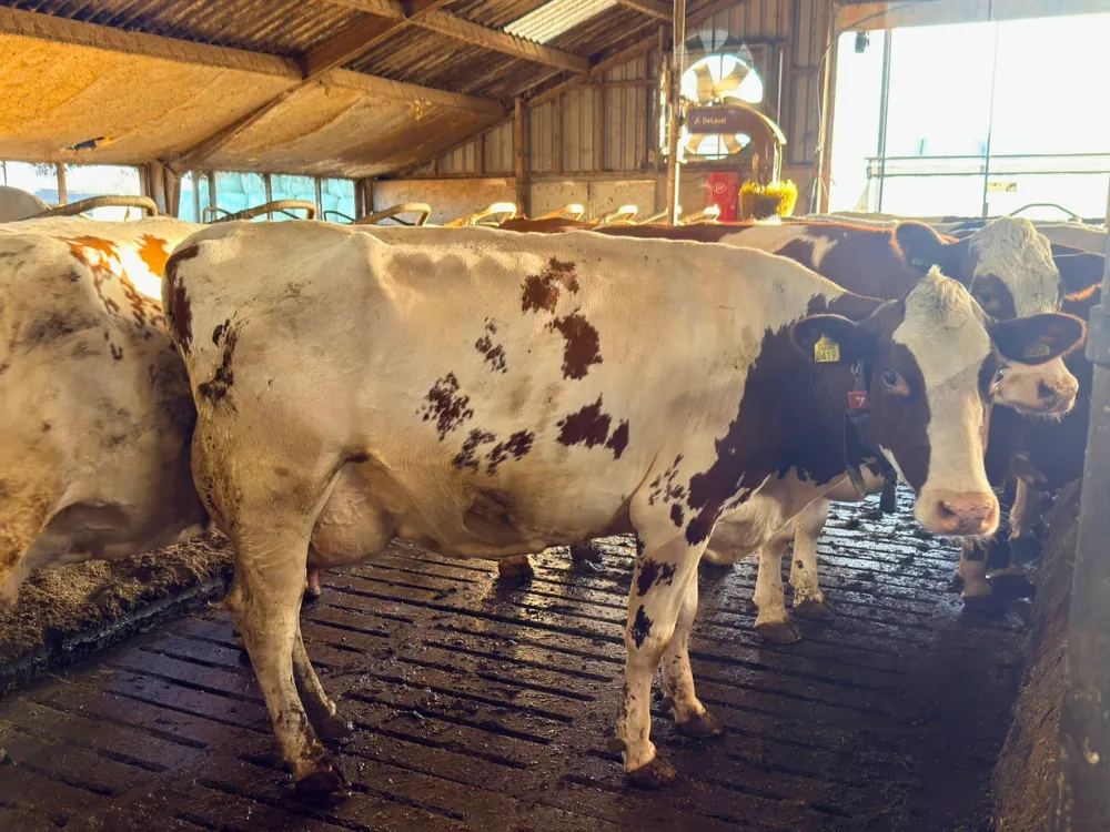 roodbonte koe hoogste productie 