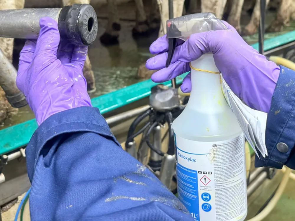 Desinfecteer de tepelvoering na een hoog celgetal koe eenvoudig met behulp van Kenoxylac.