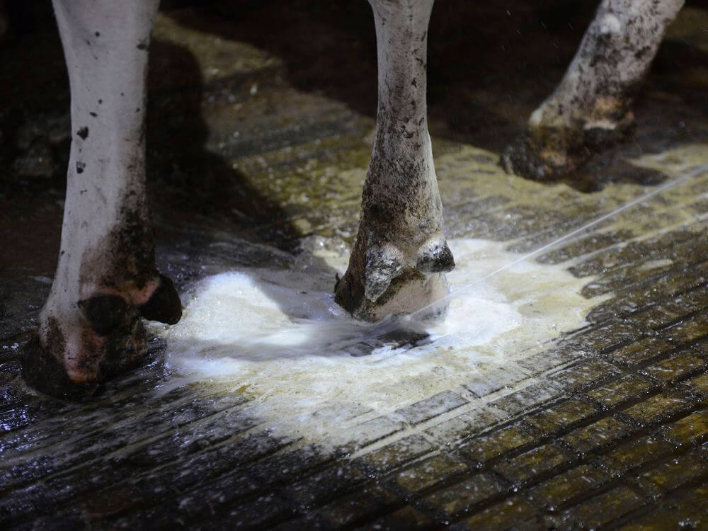 Klauw wordt behandeld met Intra Hoof-fit Gel
