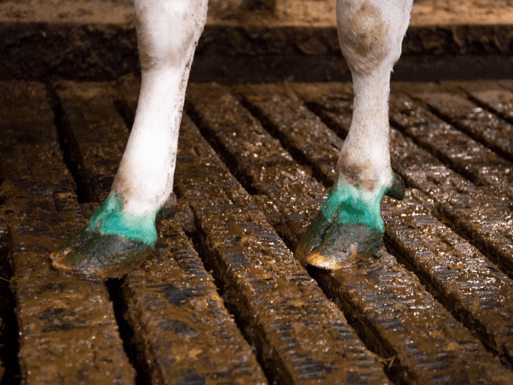 Die Krallen färben sich aufgrund der guten Haftung von CCS Hoofdip blau.