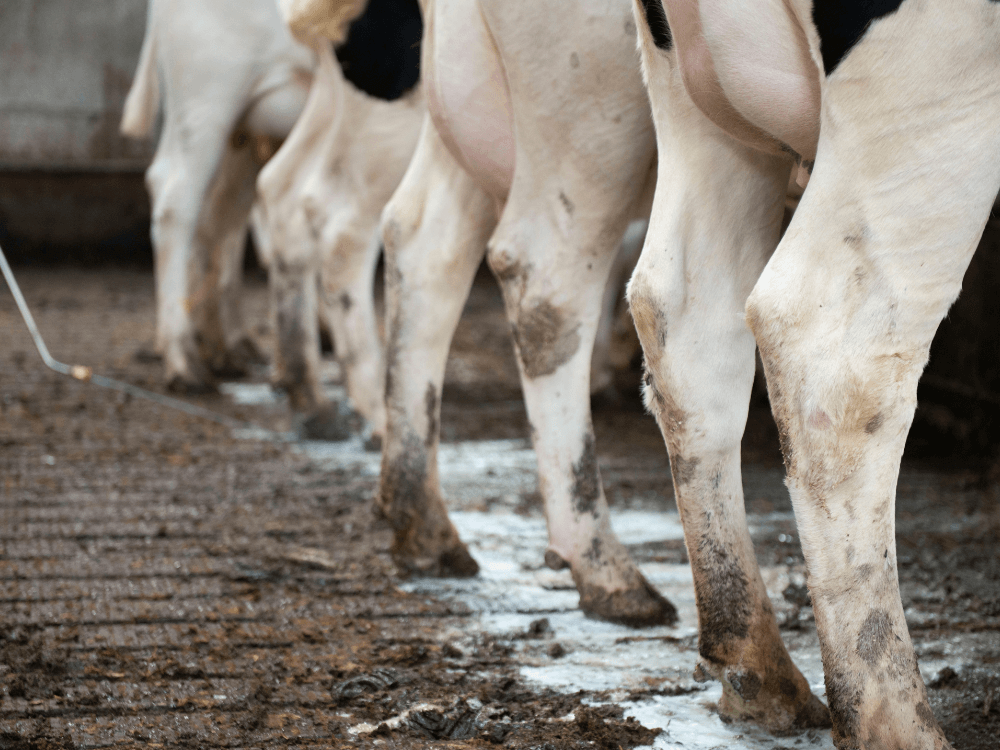 Klauwen zijn mooi schoon na behandeling met Claw Cleaner