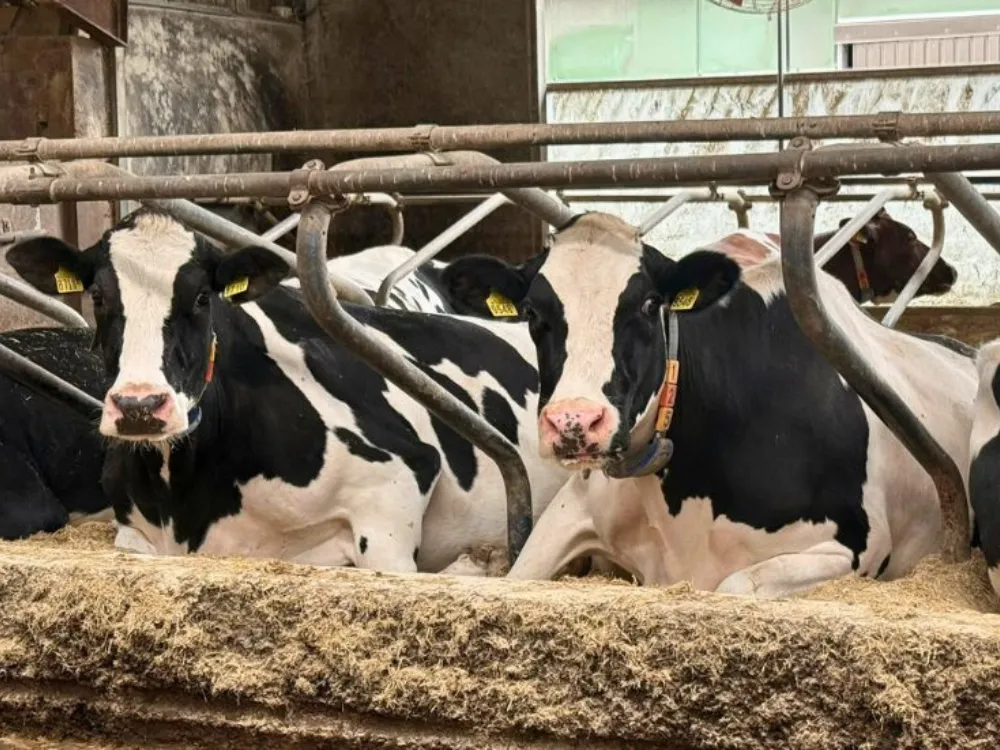 Kühe in den Liegeboxen van Beek