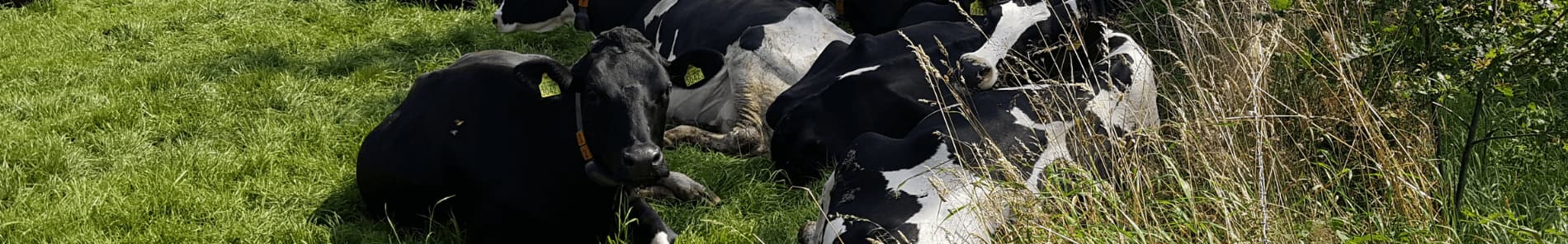 Koeien in de schaduw - 10 tips bij hittestress