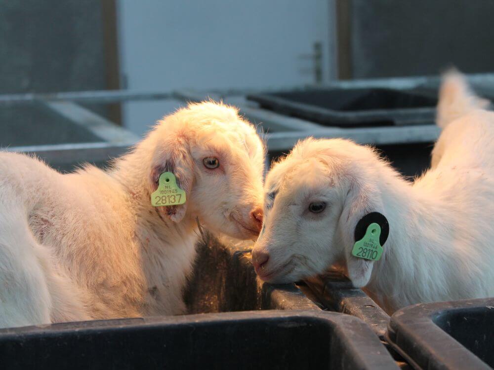 Lammeren in opvangbakken