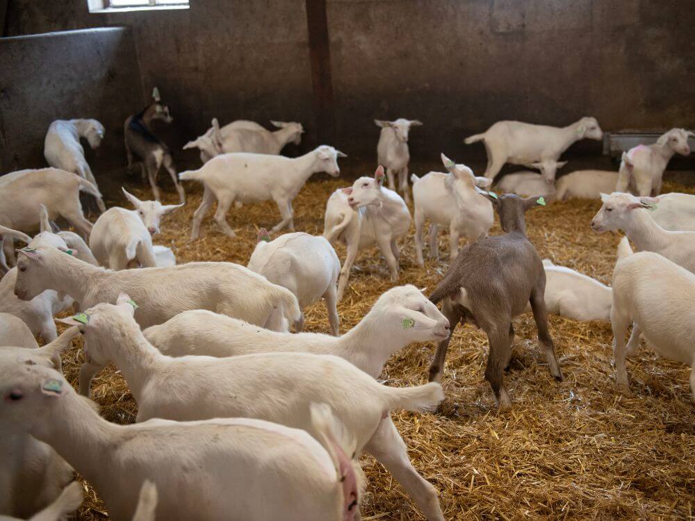 Lammeren in de stal bij Maatschap Dekker