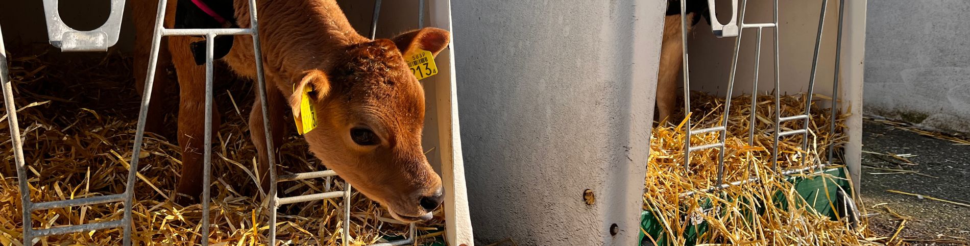 Gezinsfoto Melkveehouderij Deterd Oude Weme uit Nieland