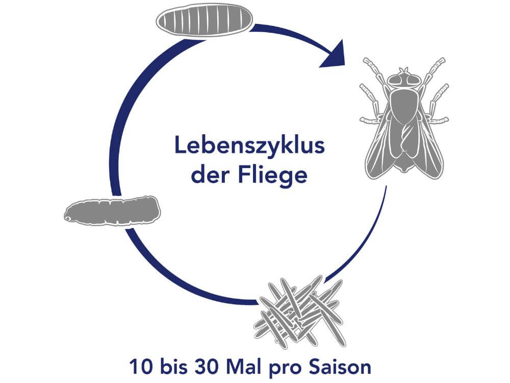Der Lebenszyklus der Fliege