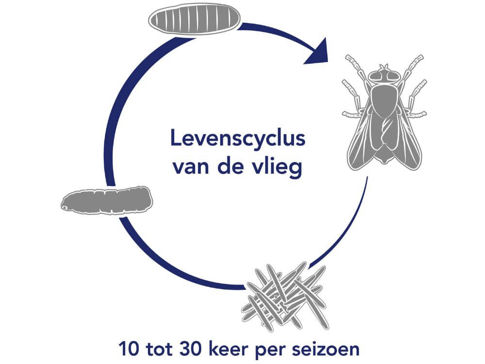 De levenscyclus van de vlieg