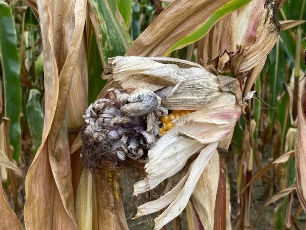 Mais met schimels en mycotoxine