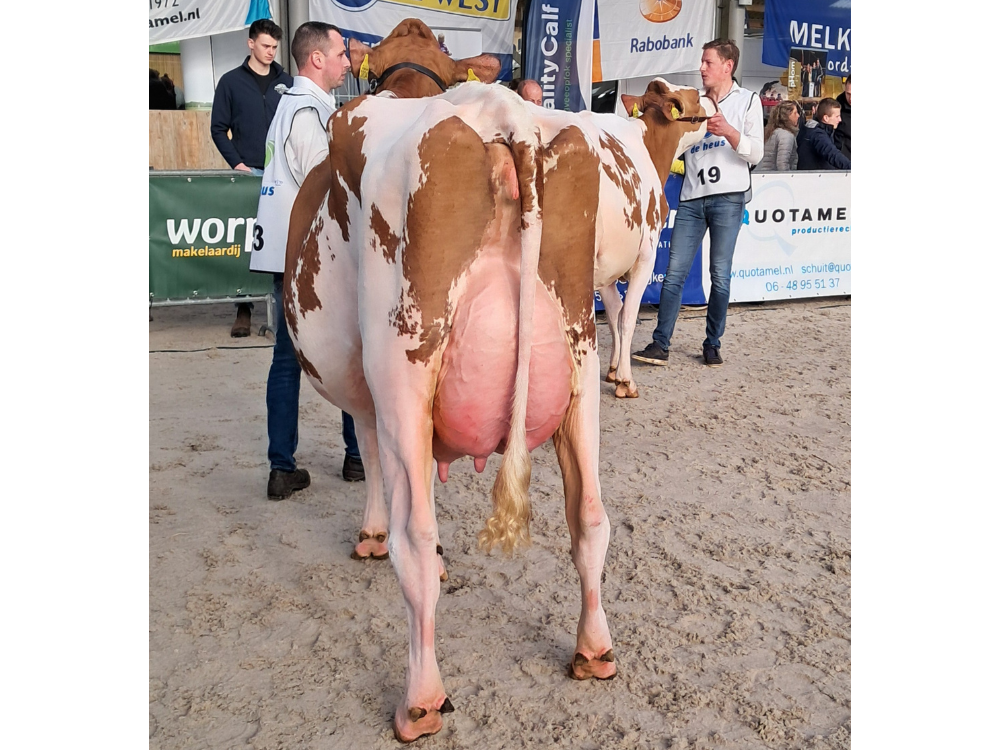 Foto: Marjanne Rubels (v. Rubels-Red) eig. Melkveehouderij de Boer (Middelie)