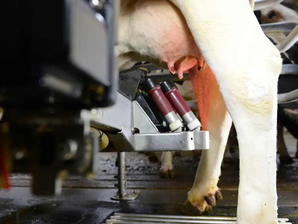 Stijging omgevingsbacteriën vraagt om een andere kijk op speendesinfectie. 