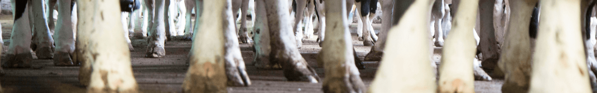 Klauenprobleme bei Kühe - Mortellaro Schritt für Schritt bekämpfen