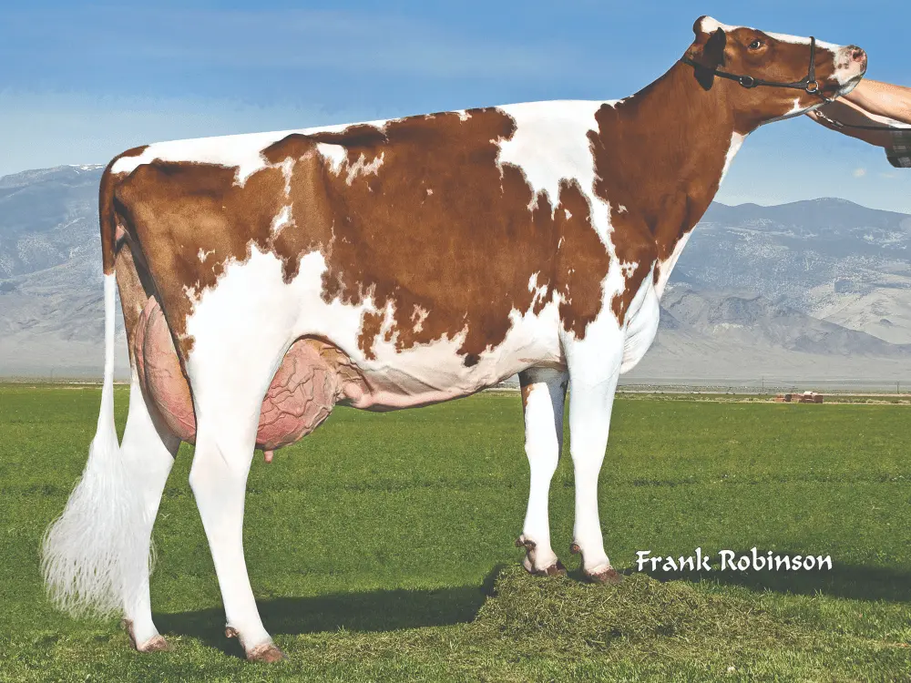 Ms Eskdale Doozy-Red-ET EX-91 – 5th dam of Acquit-p
