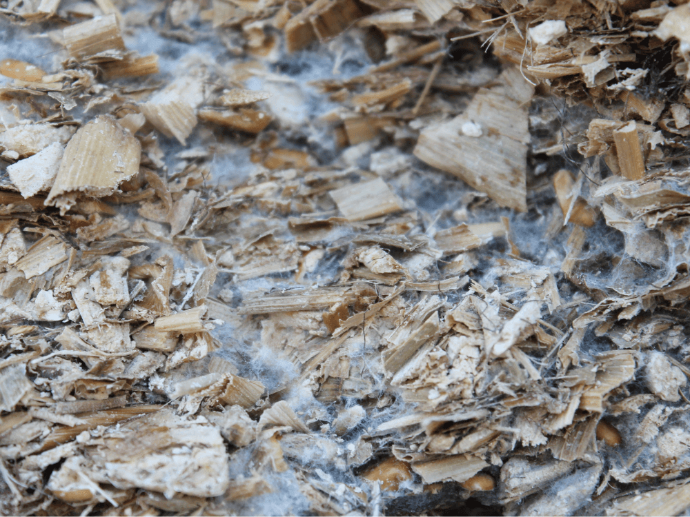 Pilze in der Silage - Mykotoxine