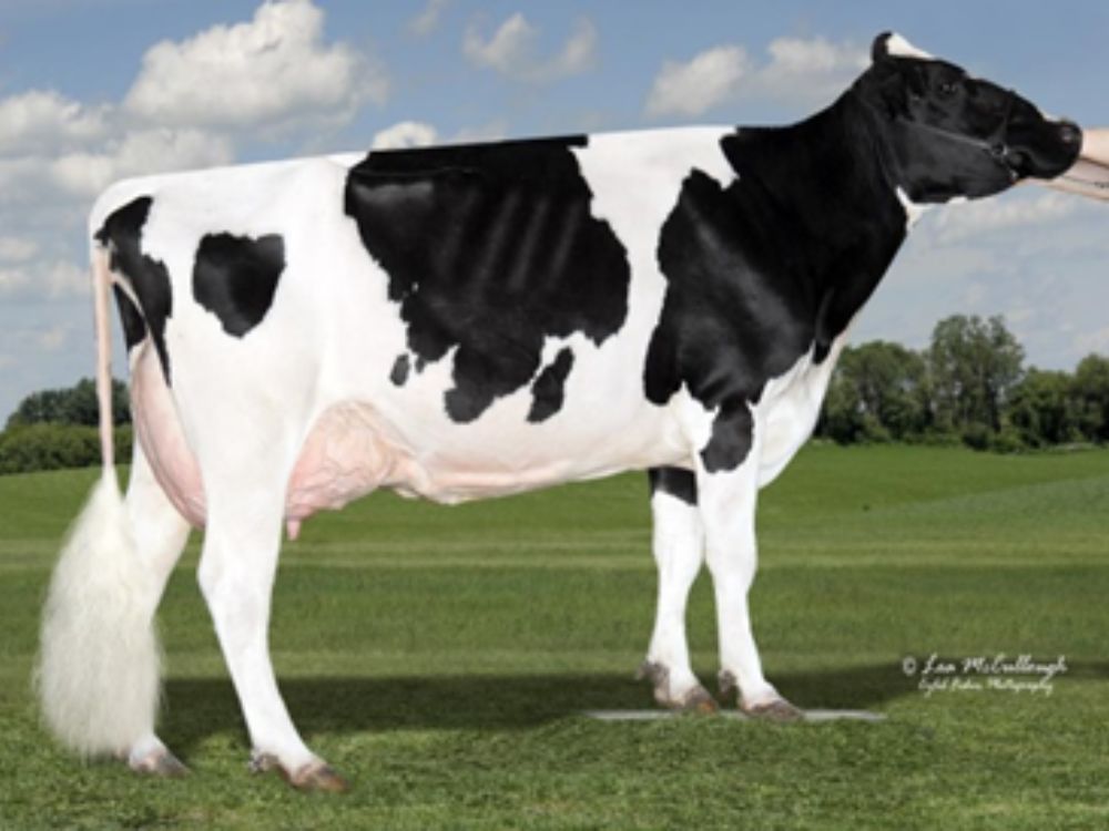 OCD Planet Danica (EX 93)