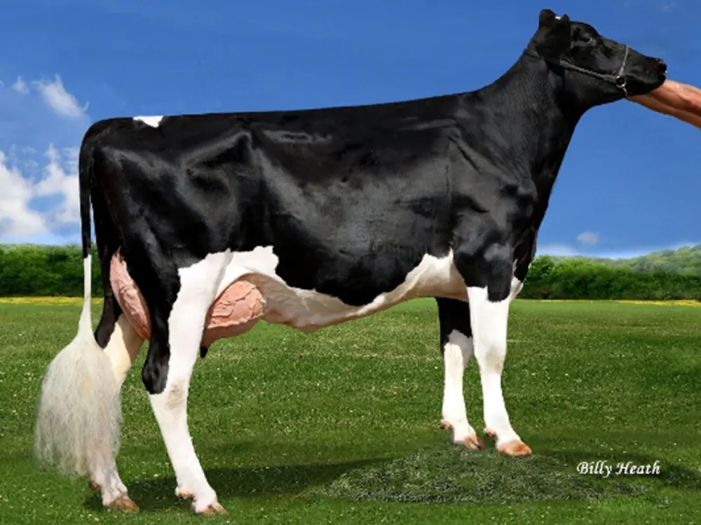 Pen-Col Grafetti Bell VG87