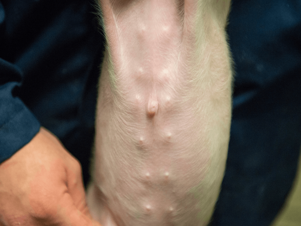 7 dagen na behandeling met PIGdipper en naveldip is de navel mooi geheeld.