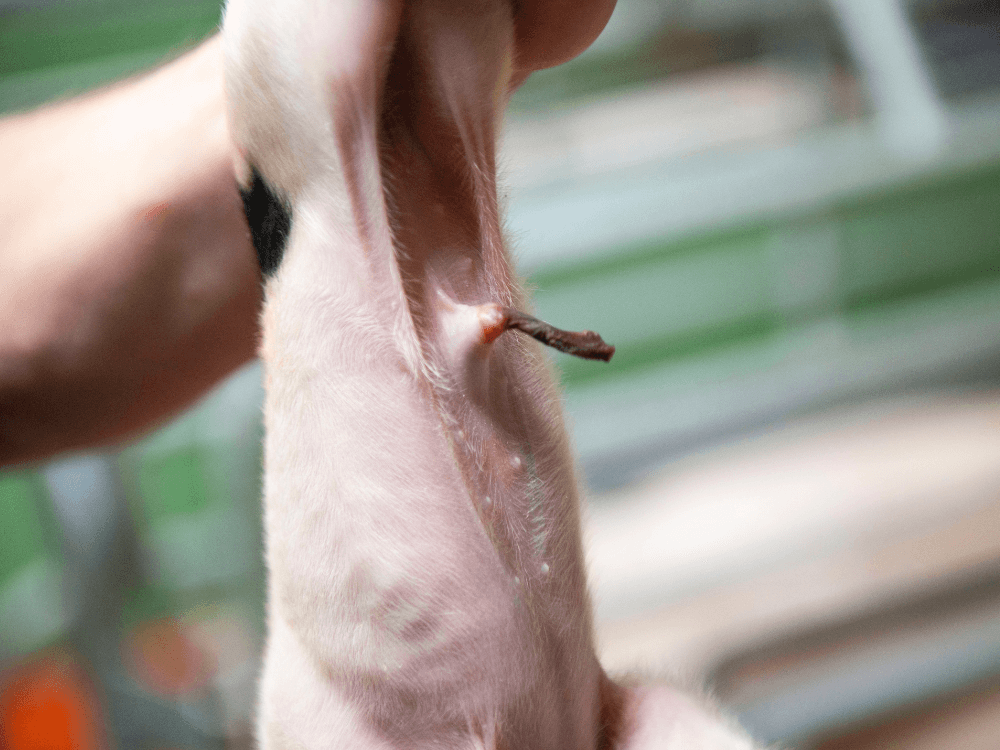 4 uur na de behandeling met PIGdipper is de navel al aan het indrogen.