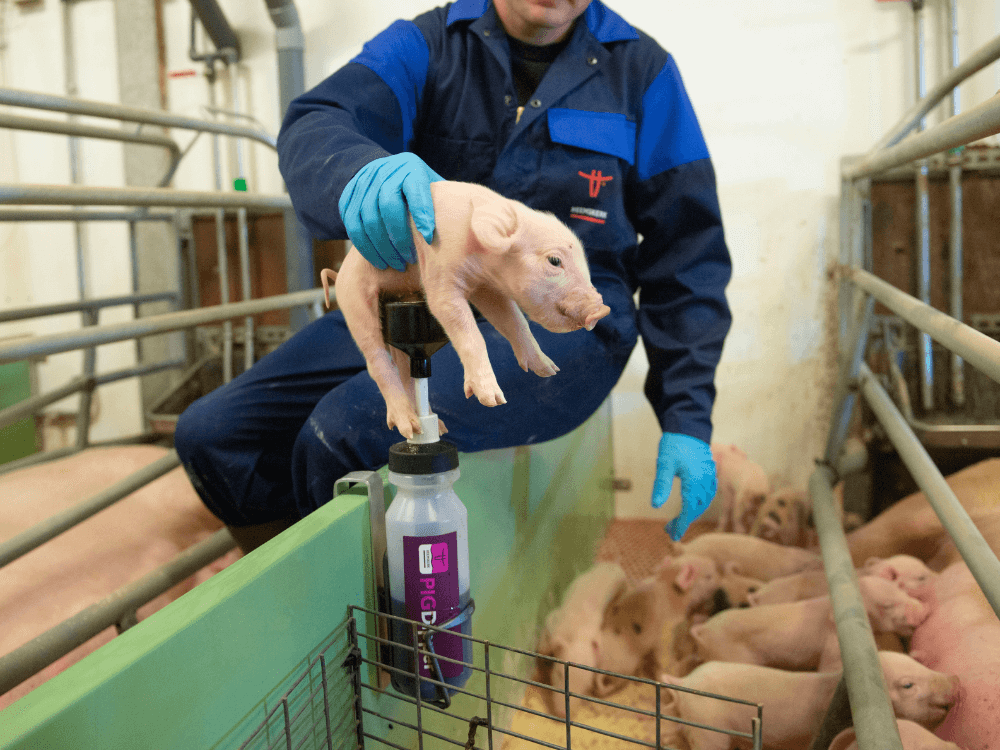 De navel van de big wordt eenvoudig gedipt in de dipfles van PIGdipper.