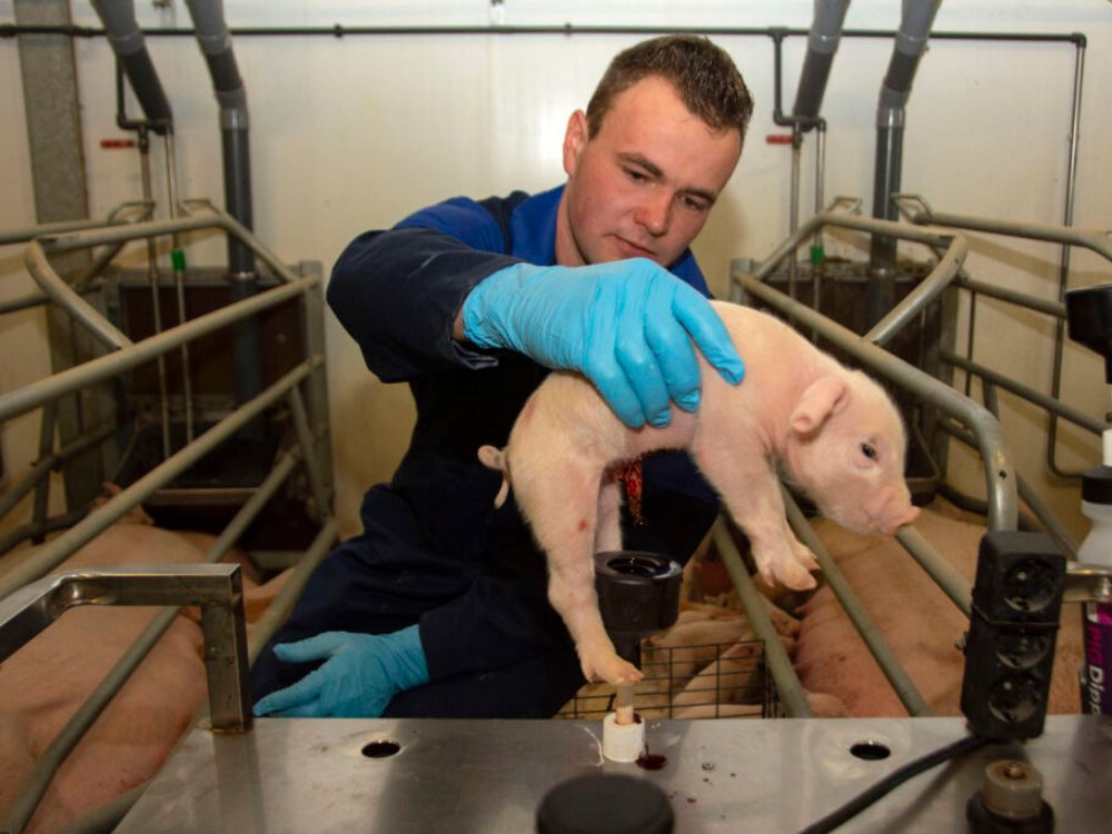 Tim Heuvelmans Pigdipper
