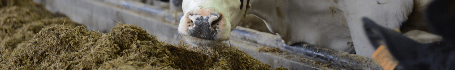 Proti PEQ: Mehr Milch mit einer pansenfreundlicheren Ration