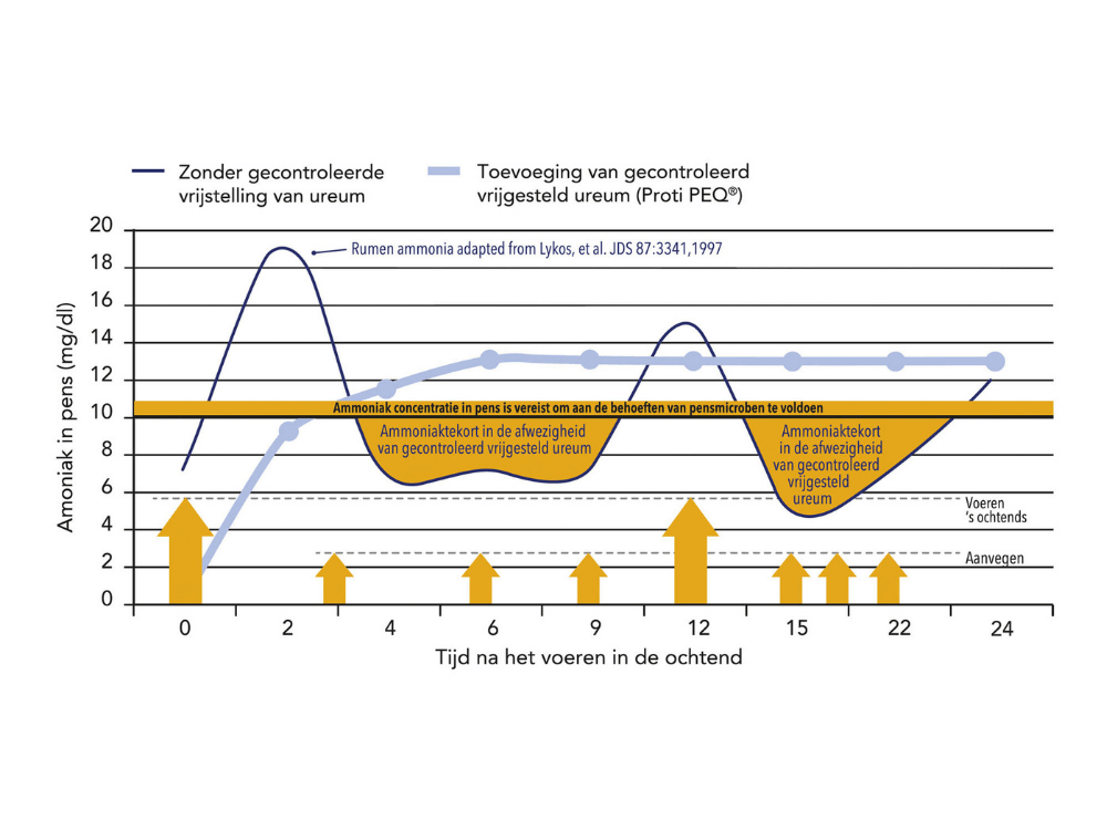 Grafiek: Met Proti PEQ komt de NPN (niet-eiwit stikstof) uit ureum in de pens langzamer en geleidelijker vrij en blijft het ammoniak niveau in de pens stabiel