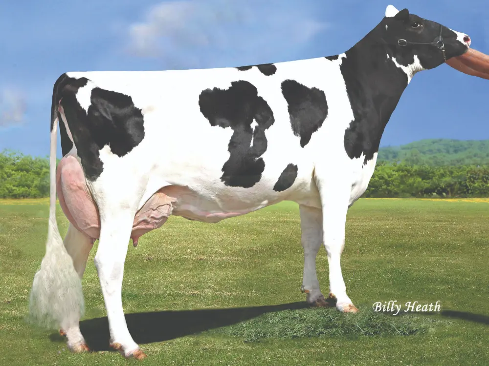 Overgrootmoeder Greenday : Pen-Col Legacy Best EX90