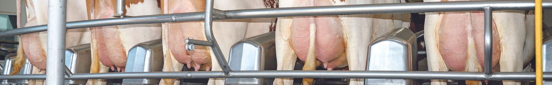 Bomaz Rubels 9542  wint titel Red Impact Cow 2024