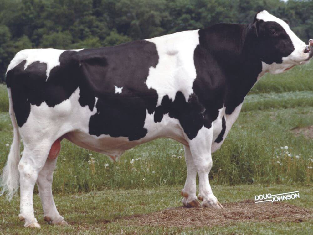 SWD Valiant (v. Arlinda Chief, geb. 1973)