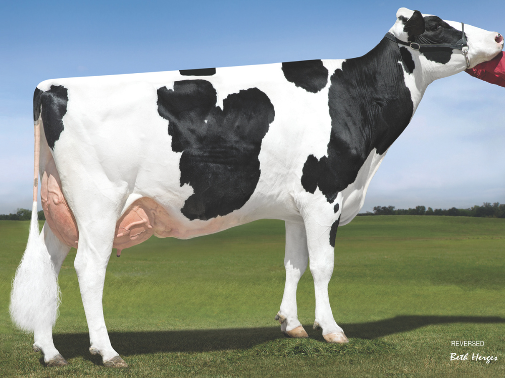 Sandy-Valley Robust Ruby-ET EX-90 - 5th_dam Rosco-P