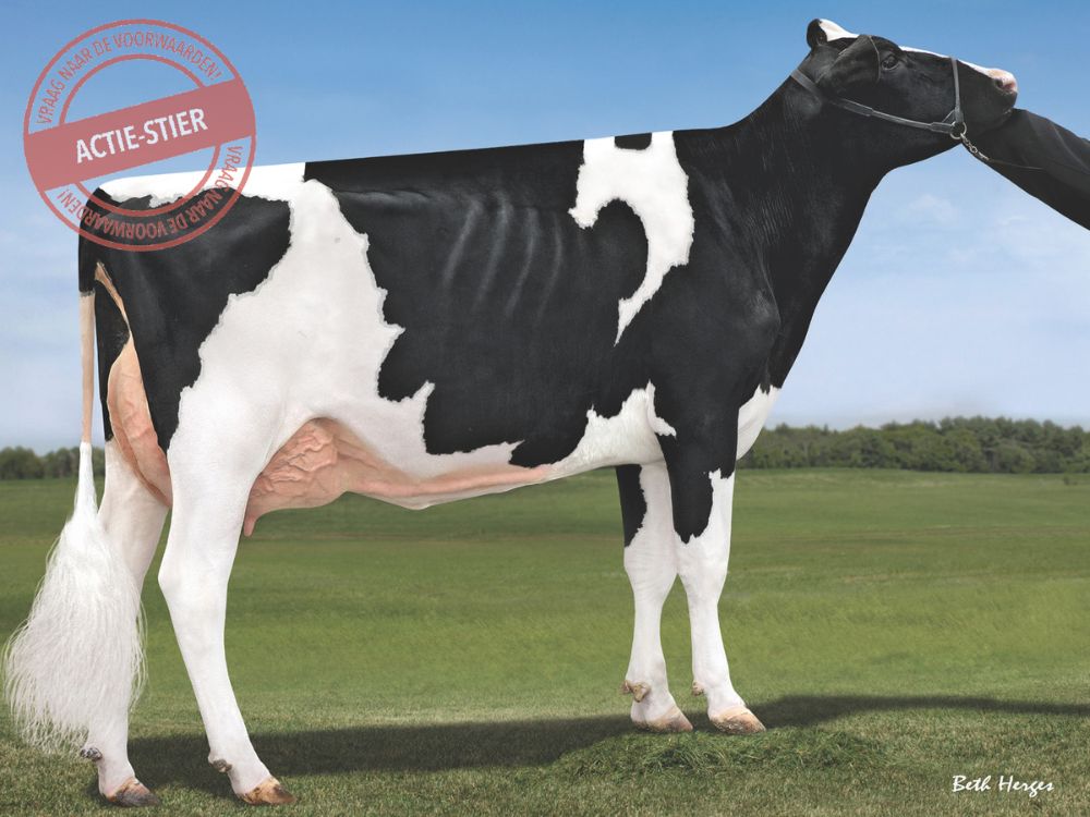 5th dam Sequoia Peak Charm-ET VG 85