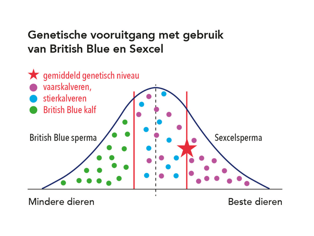 De genetische vooruitgang met gebruik van Britisch Blue en Sexcel