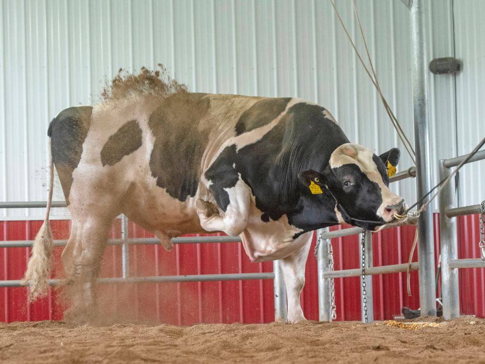 Uecker Supersire Josuper (v. Supersire, geb. 2013)
