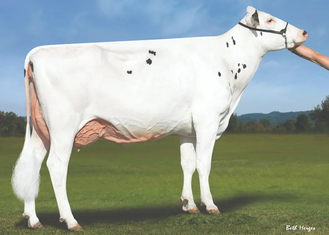 Vanden-Berge Frazled 826-ET EX-90 - 4th dam of Dresden