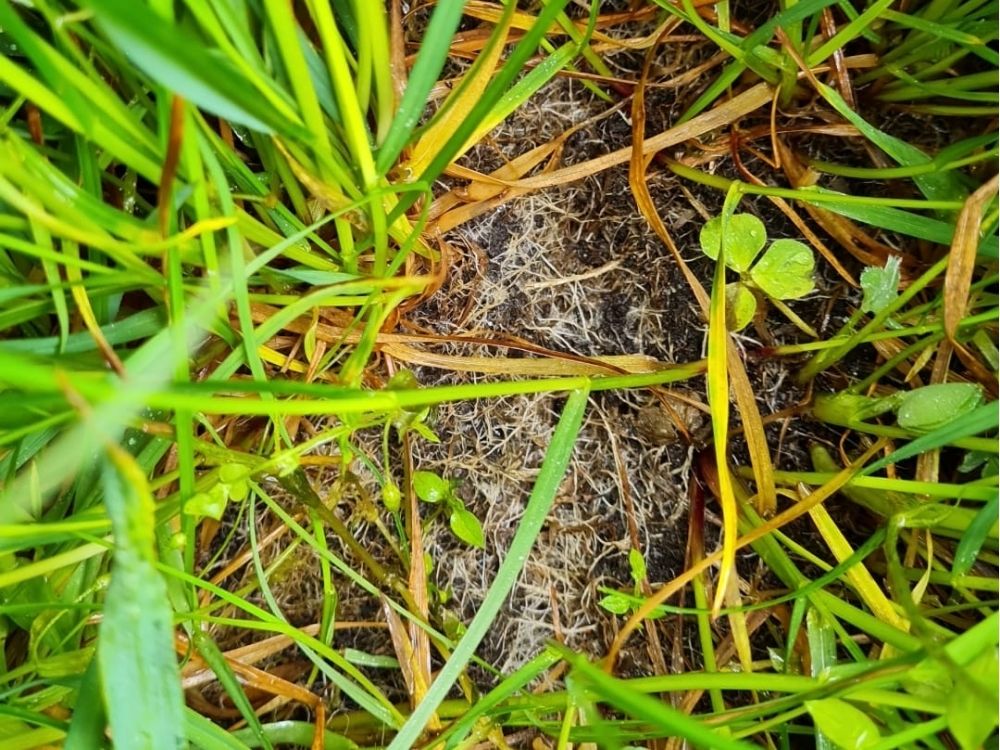 Vollop schimmeld bij MiCrops percelen