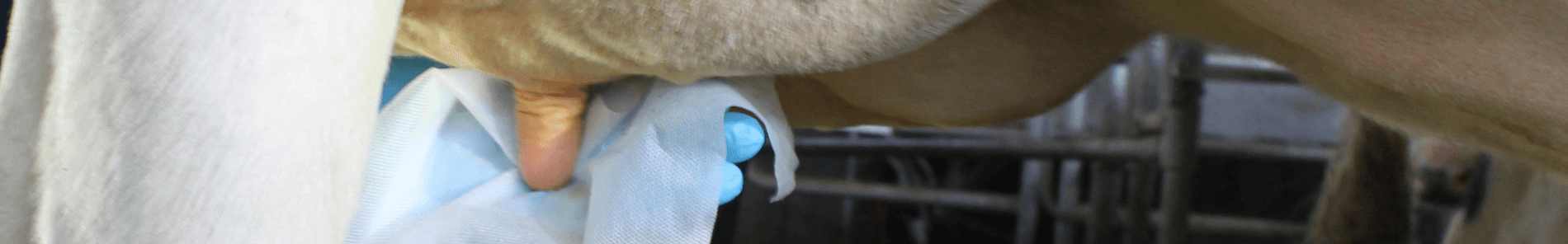 Koe uiers voorbehandelen - Schoon, schoner, schoonst
