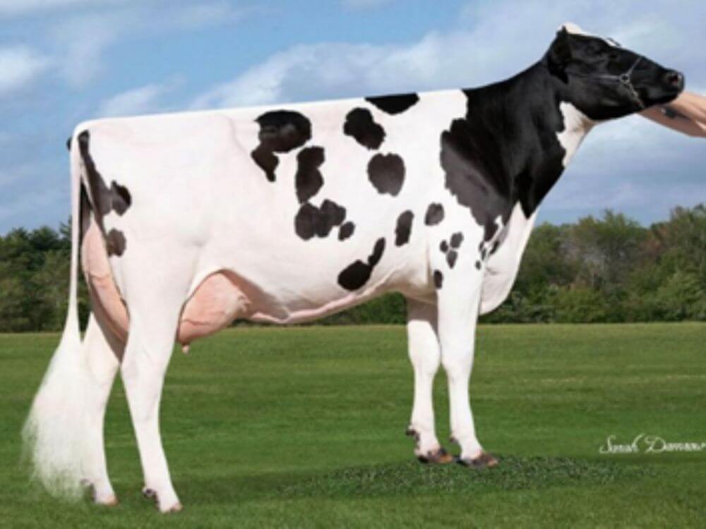 Wet Hotshot Maud (VG 85)