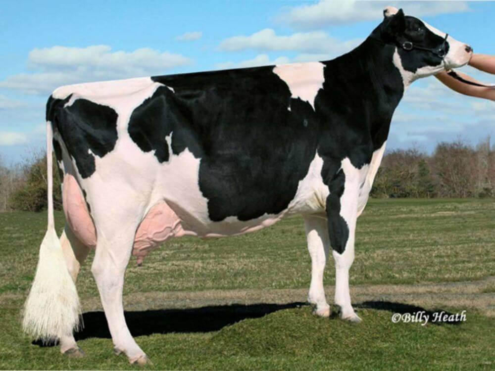 Windsor Manor Zip (EX 95)
