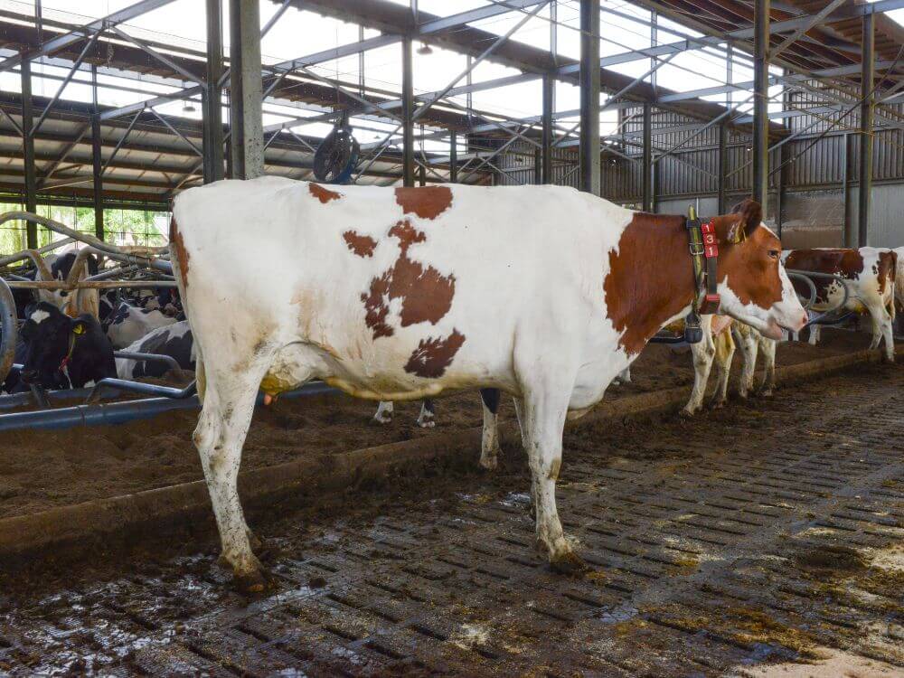 Zandenburg_Rubels_Hispanja_AFB.jpg
