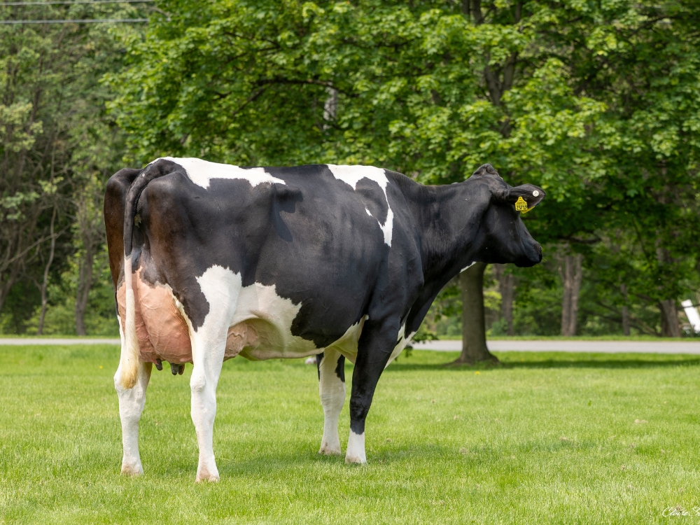 2ND DAM Aurora Parfect 23719-ET VG-88