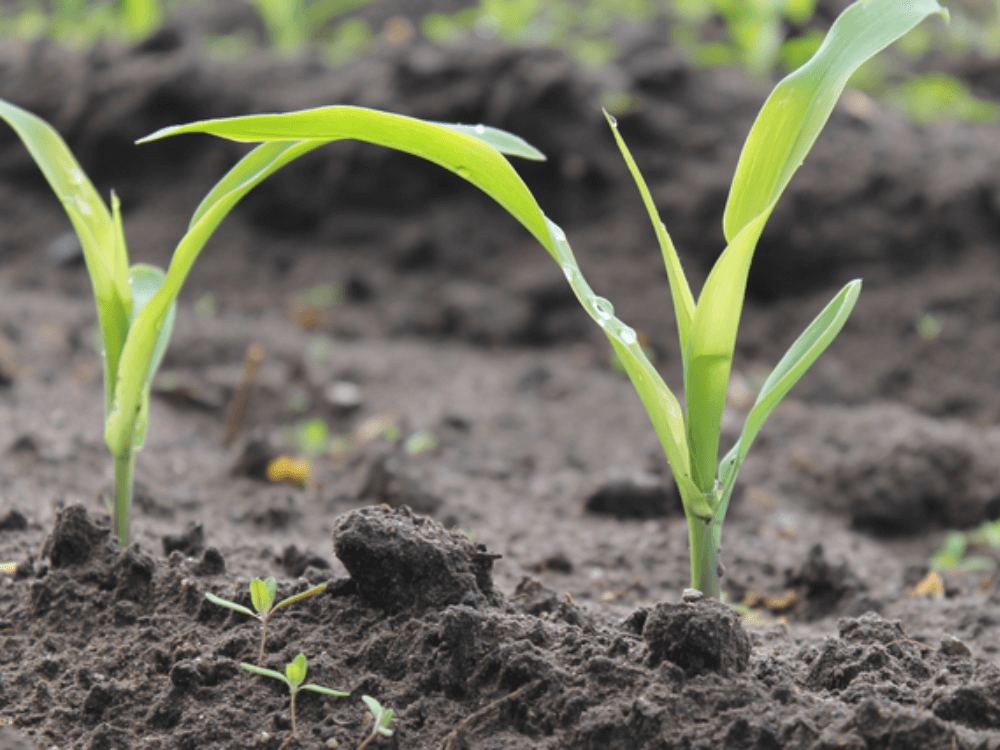 Meer opbrengst van eigen land met GrowPEQ® Maize