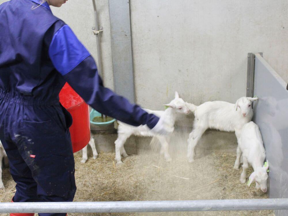 Strooien van BoxClean op de ligplek van de lammeren