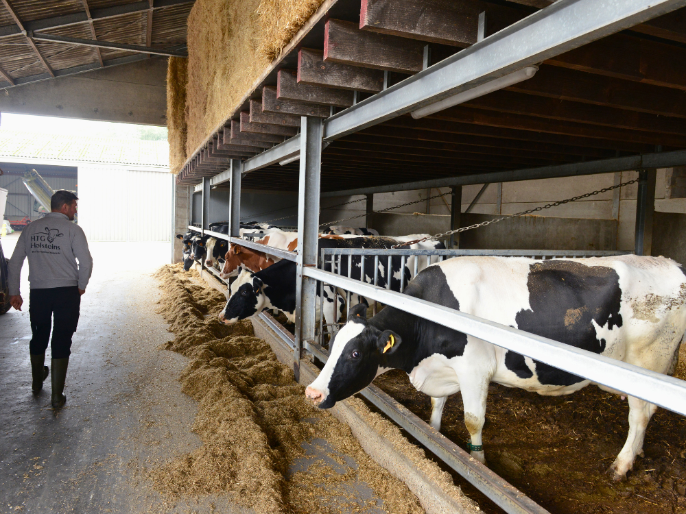 De stal voor de droogstaande koeien op Hof ter Galeien