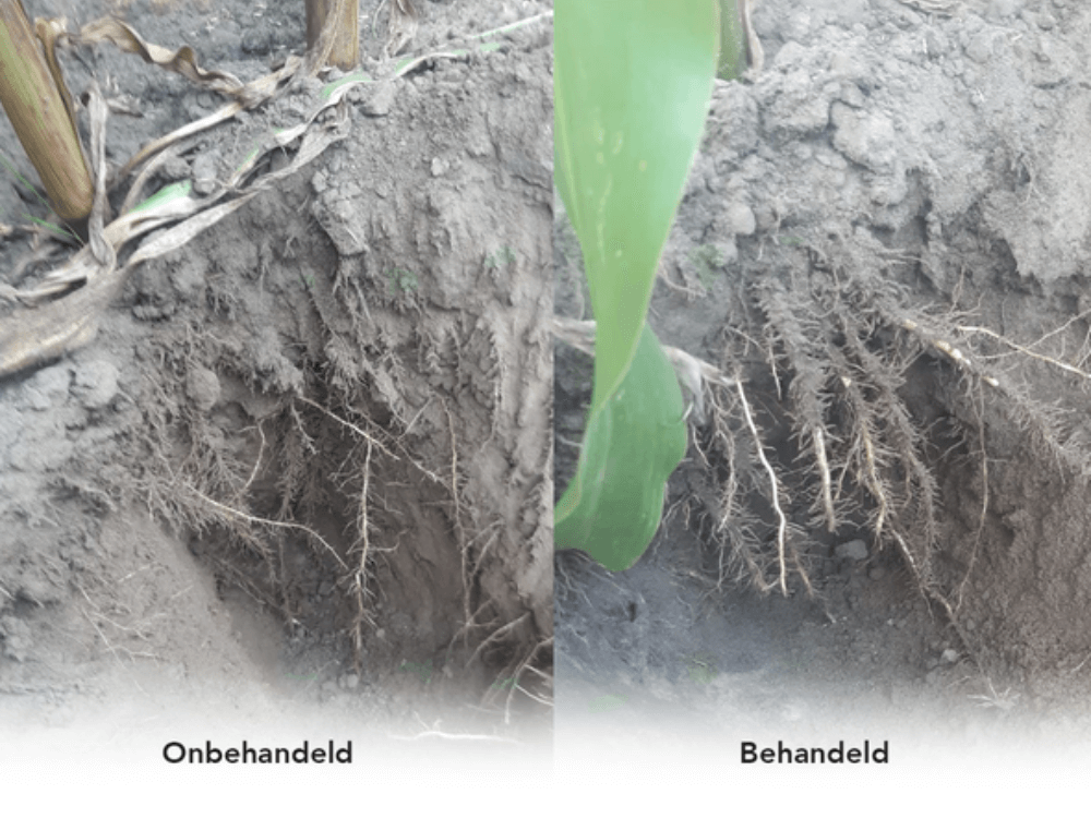Maïs behandeld met GrowPEQ® Maize