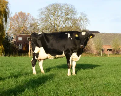 Koe - Giesen