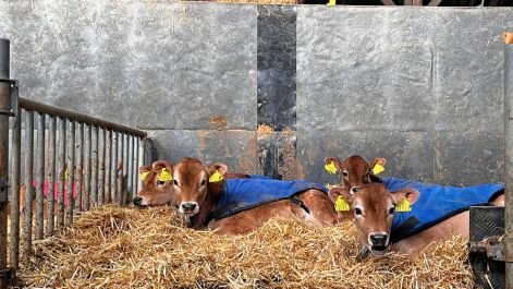 Het kalverdekje beschermt de jersey kalveren tegen de kou