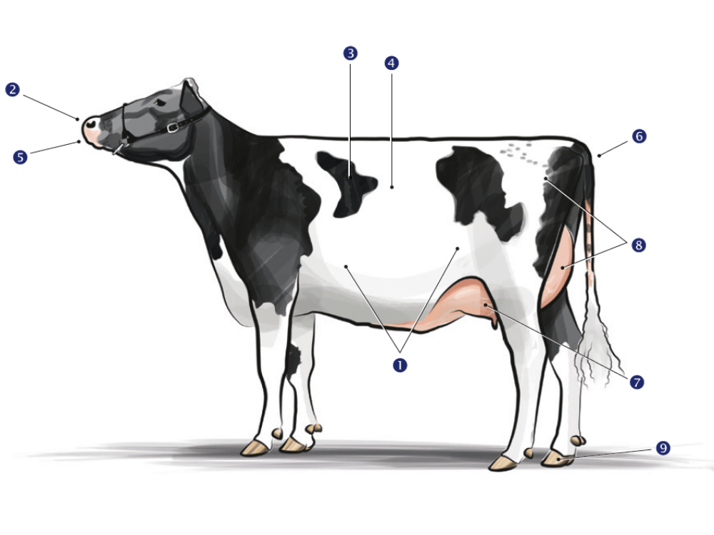 Begrenze die Folgen von Hitzestress mit FarmPEQ Buffer