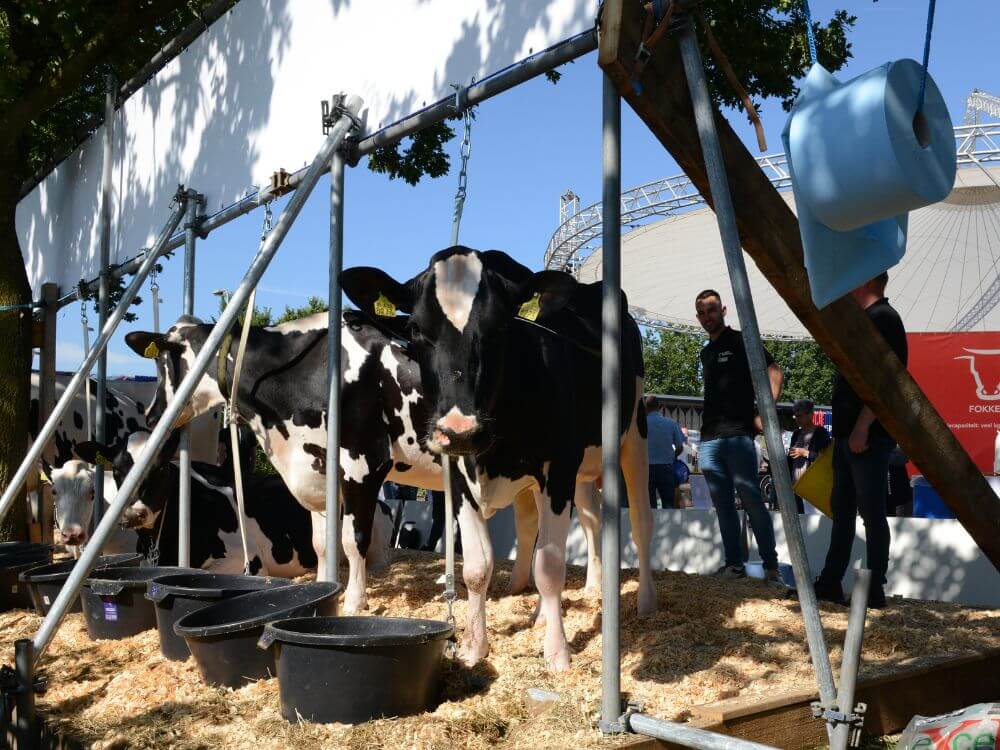 Koeien GMS bedrijf Melkveebedrijf de Brouwer Open Dag 