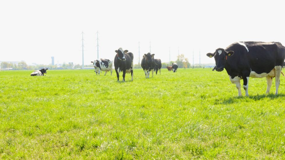 Koeien in weiland bij Melkveebedrijf Dijkman 